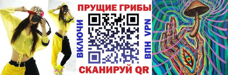 цена   Венёв  Псилоцибиновые грибы Cubensis 